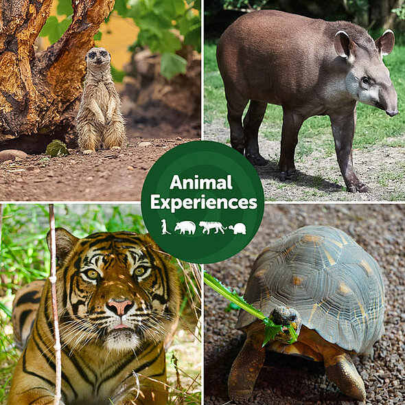 Animal Experiences