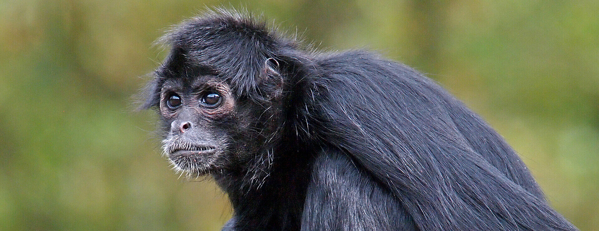 Colombian Spider Monkey