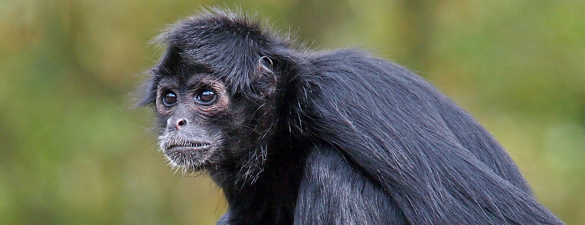 Colombian spider monkey (Macaco aranha da Colômbia)