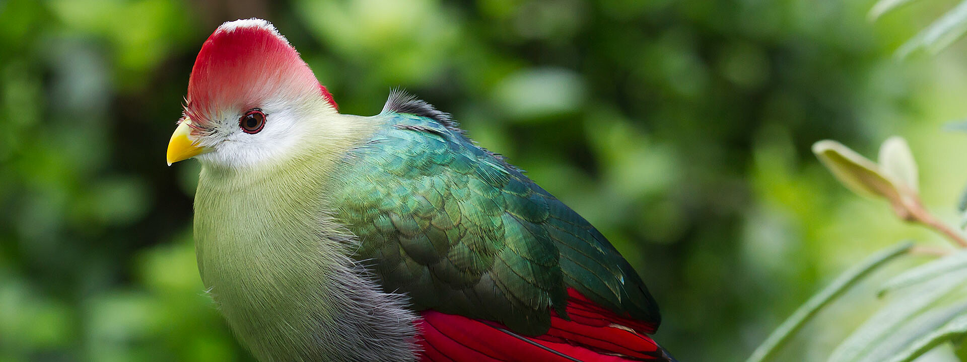 Red-Crested Turaco
