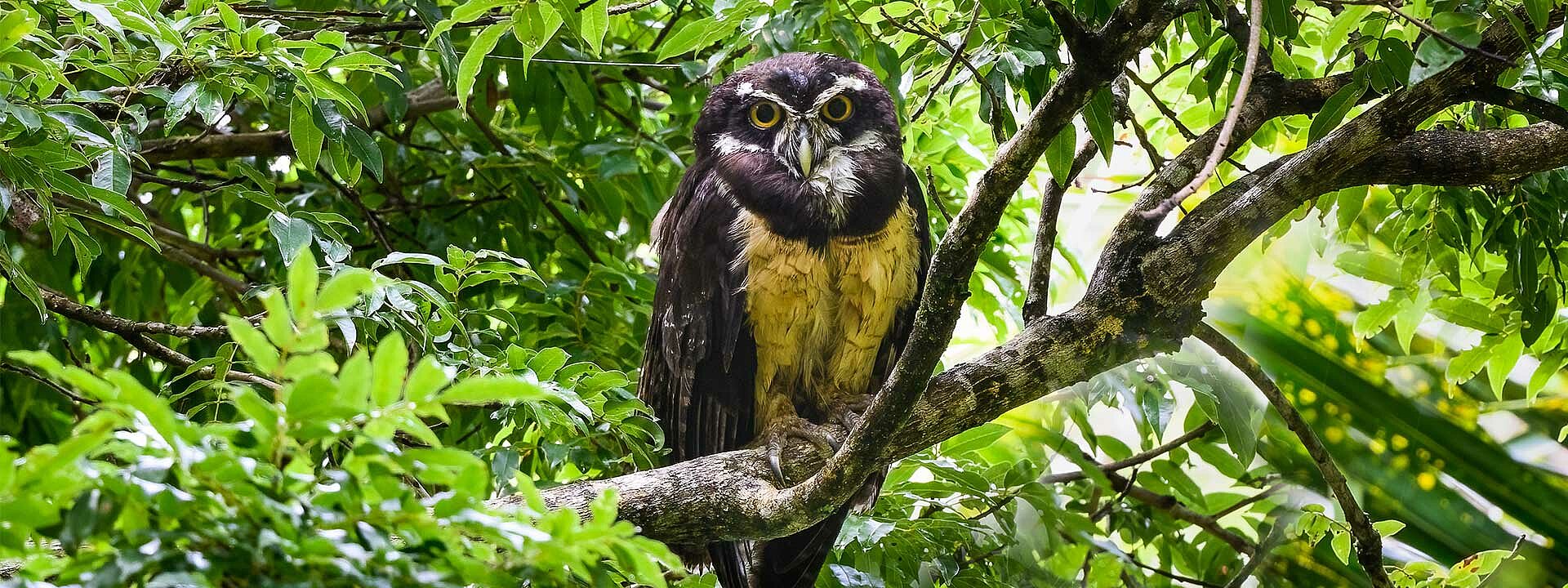 Spectacled Owl