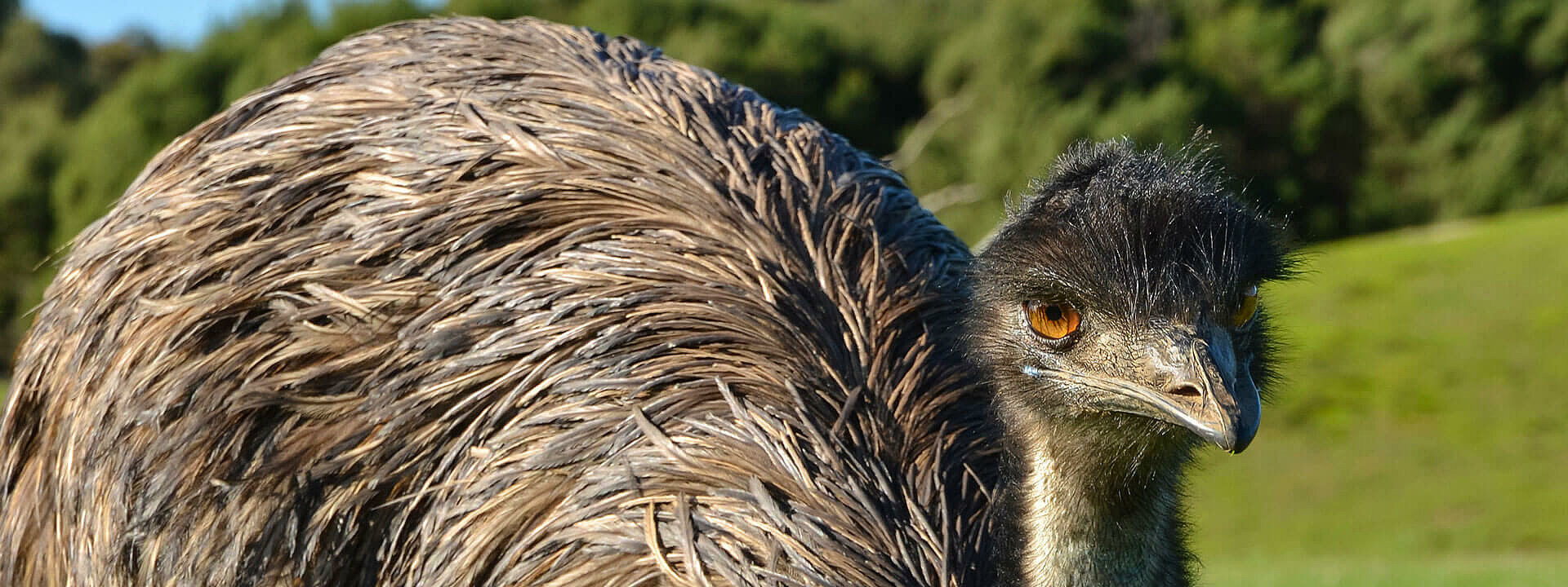 Emu