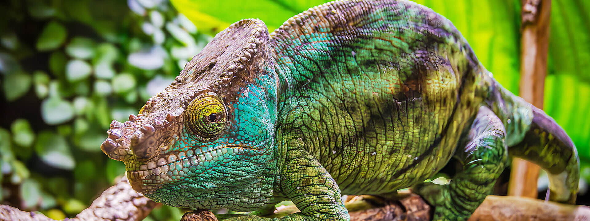 Parson's chameleon