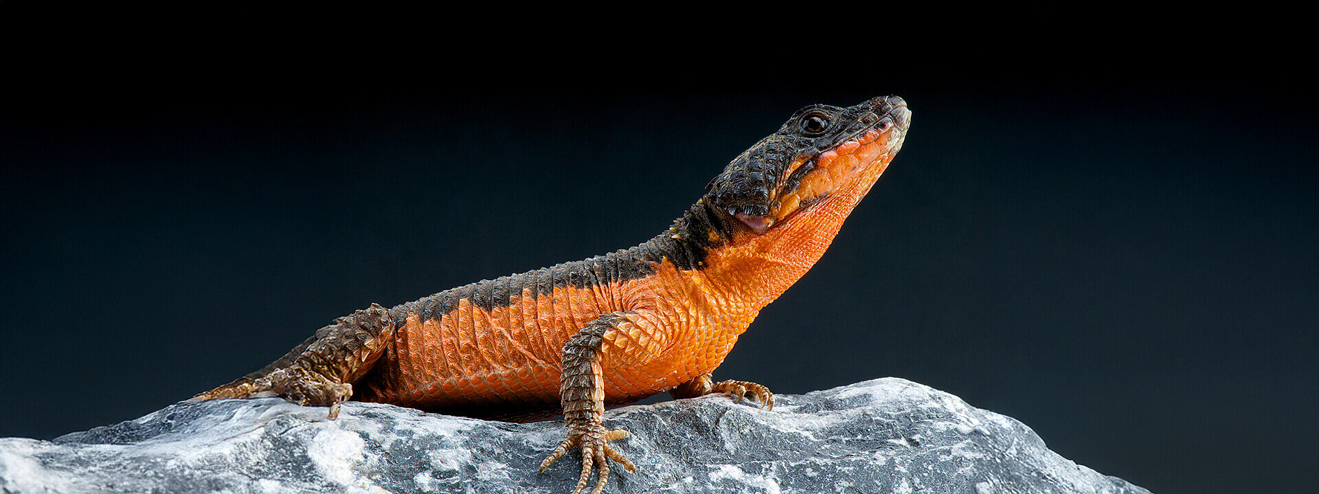 Gorongosa girdled lizard