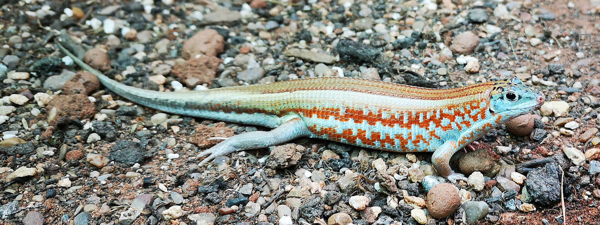 Western Girdled Lizard