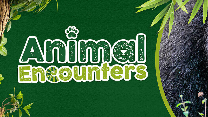 Animal Experiences