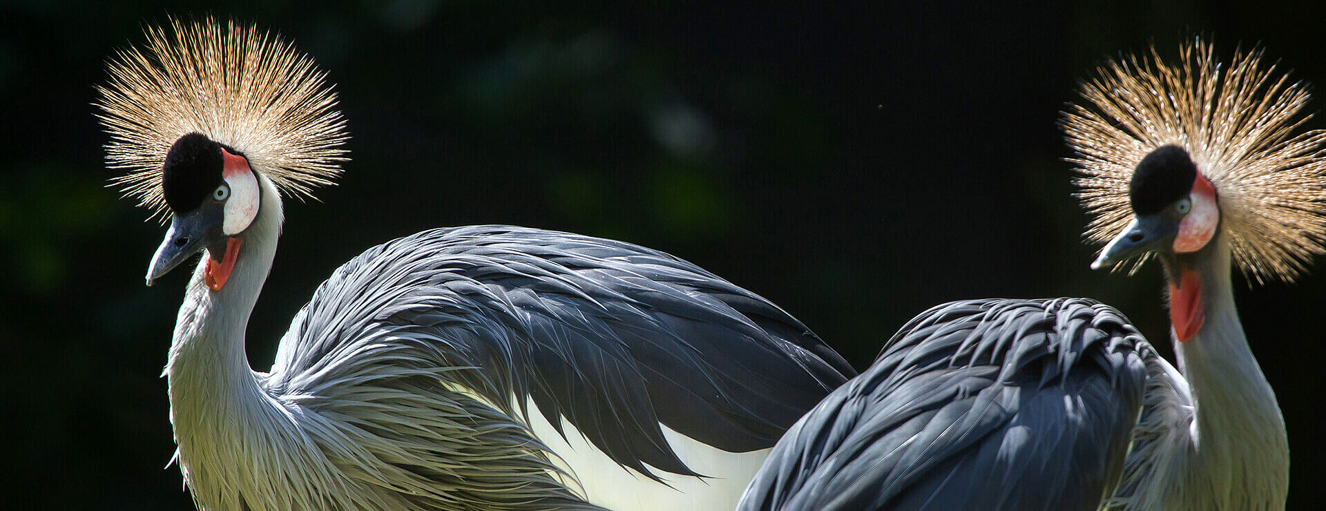 East African Crowned Crane