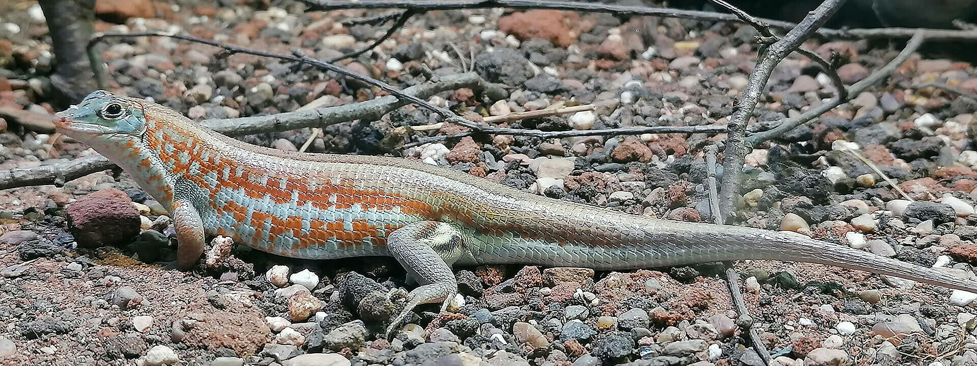 Madagascar Plated Lizard