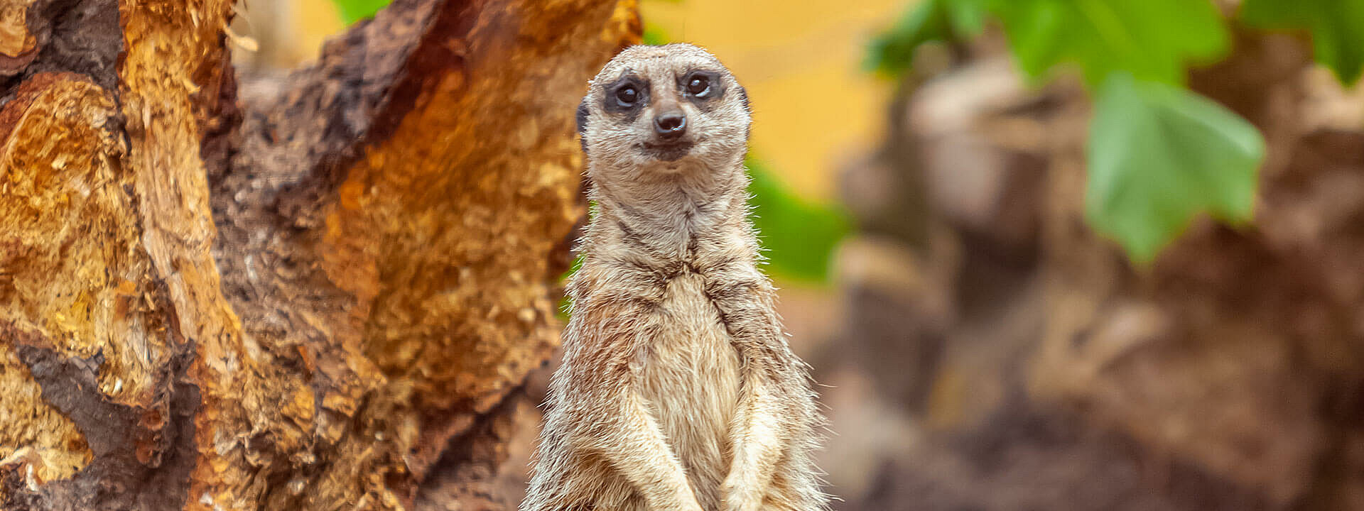 Slender-tailed Meerkat