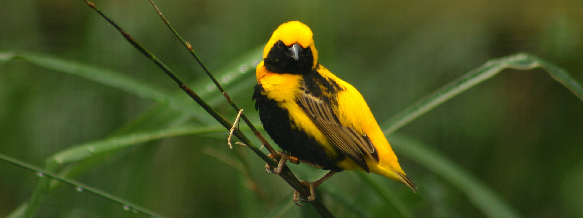 Yellow-crowned Bishop