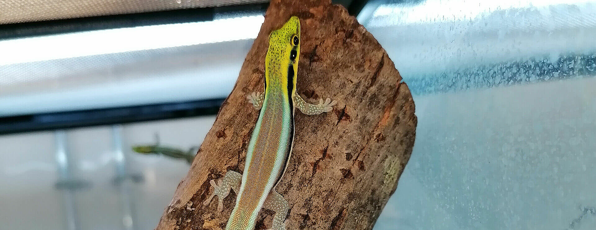 Yellow Headed Day Gecko
