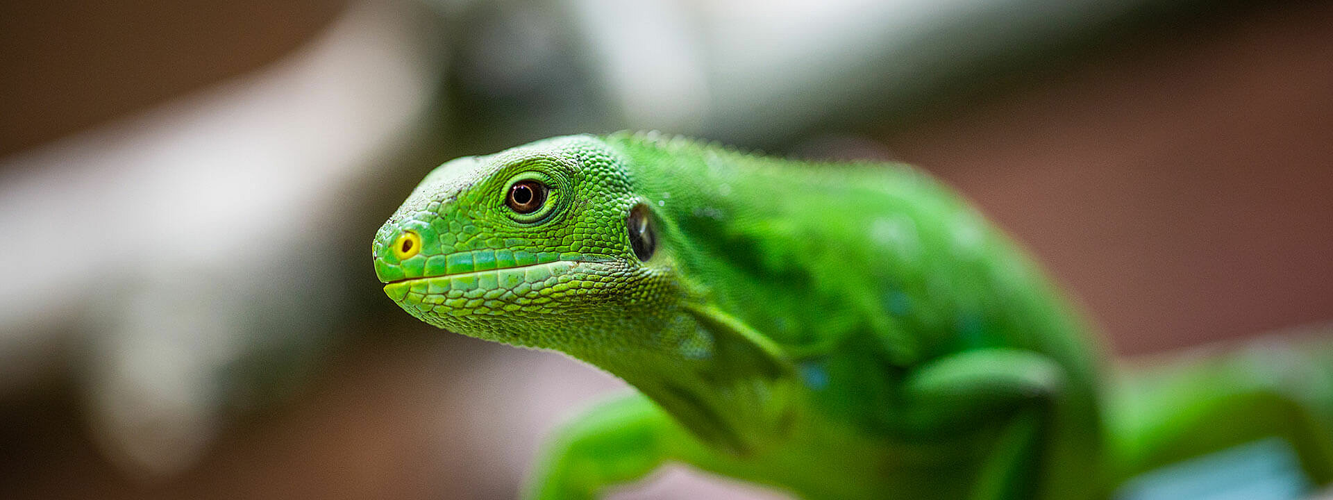 Fijian Iguana