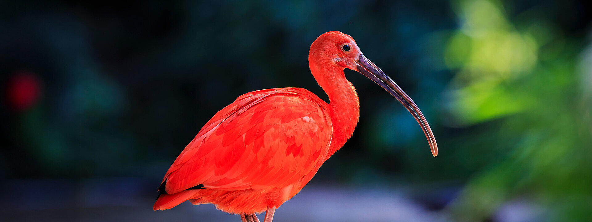 Scarlet Ibis
