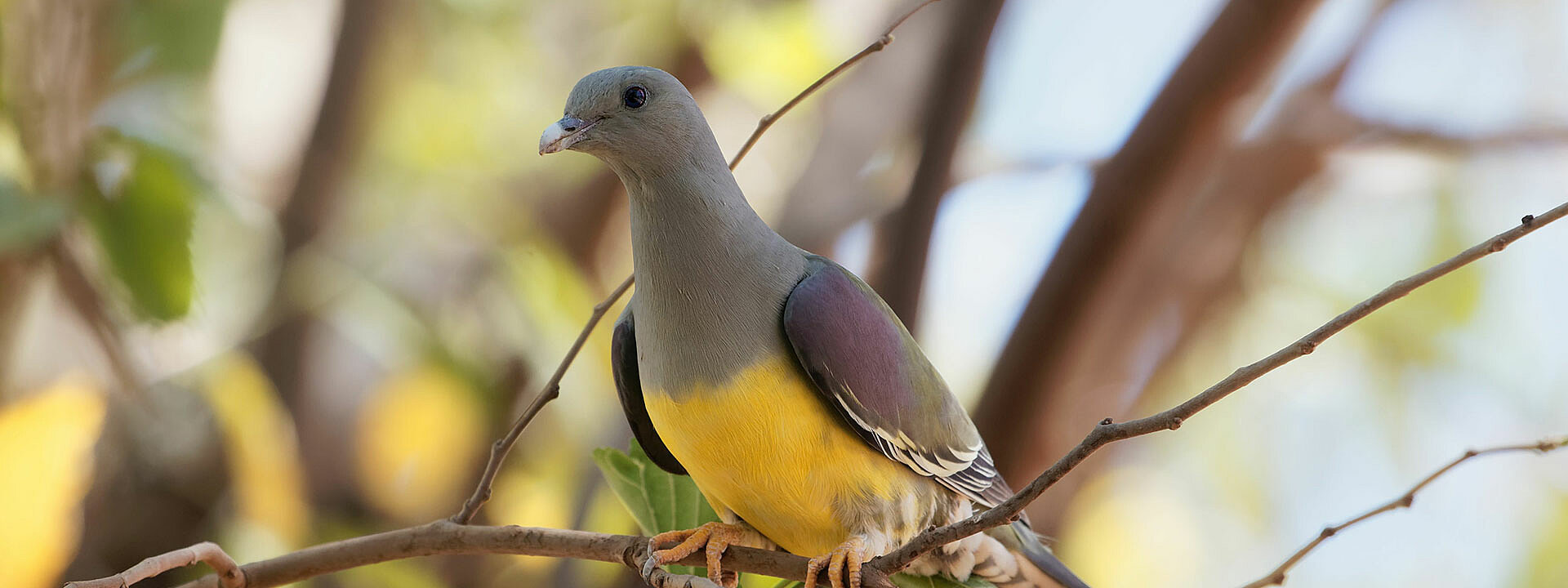 Bruce's Green Pigeon