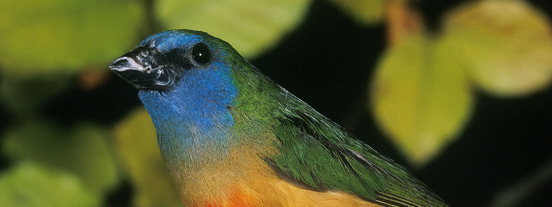 Blue-Faced Parrot Finch