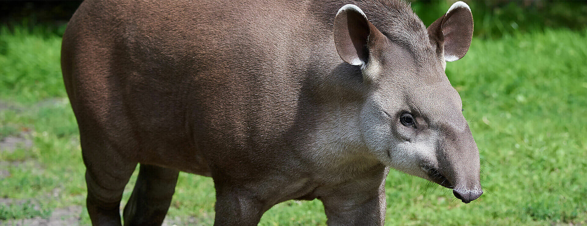 South American Tapir