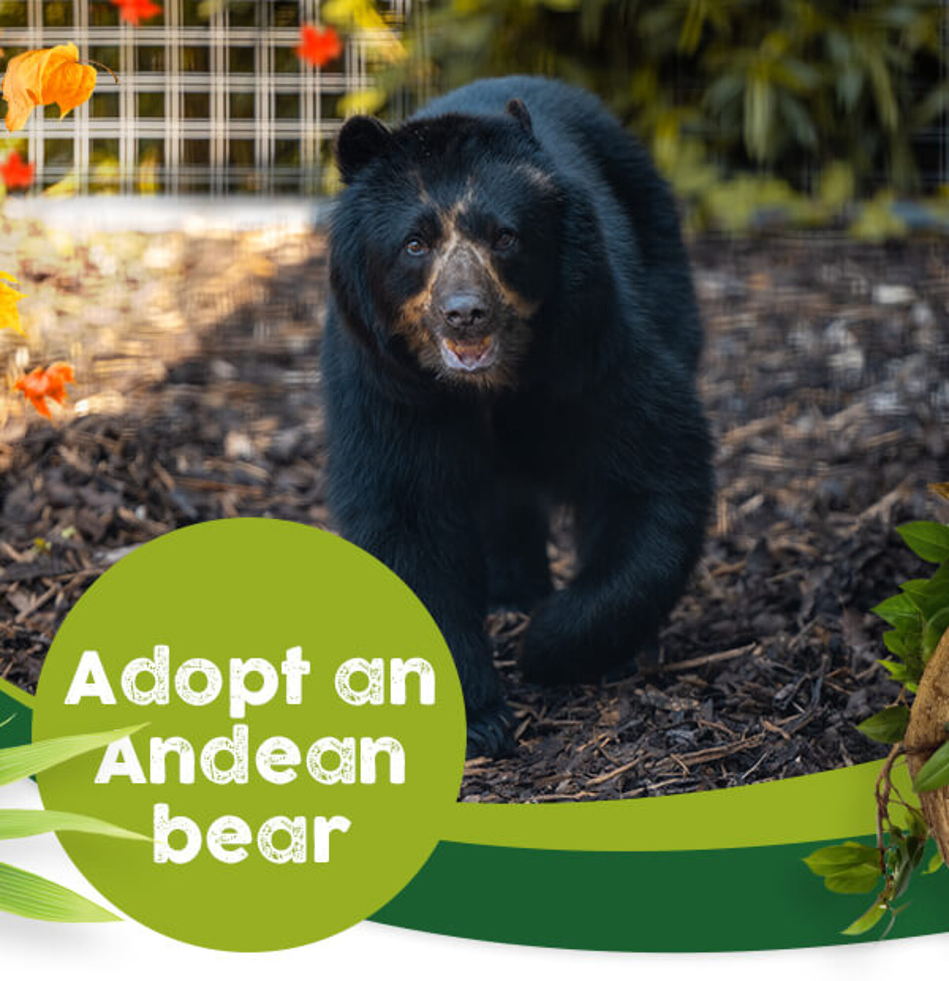Andean Bear