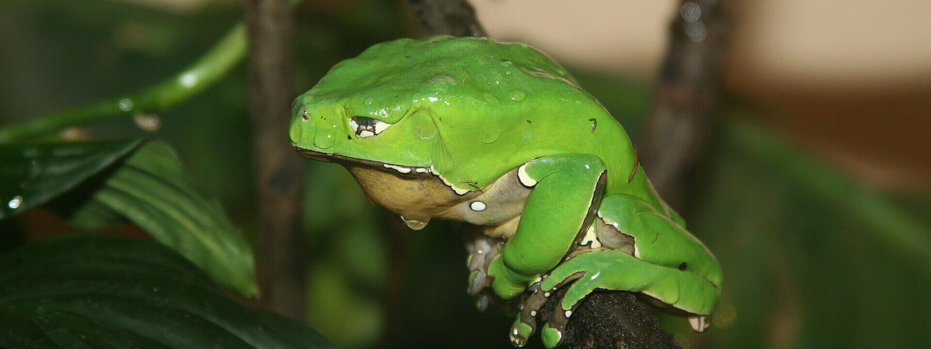 Giant Waxy Monkey Frog