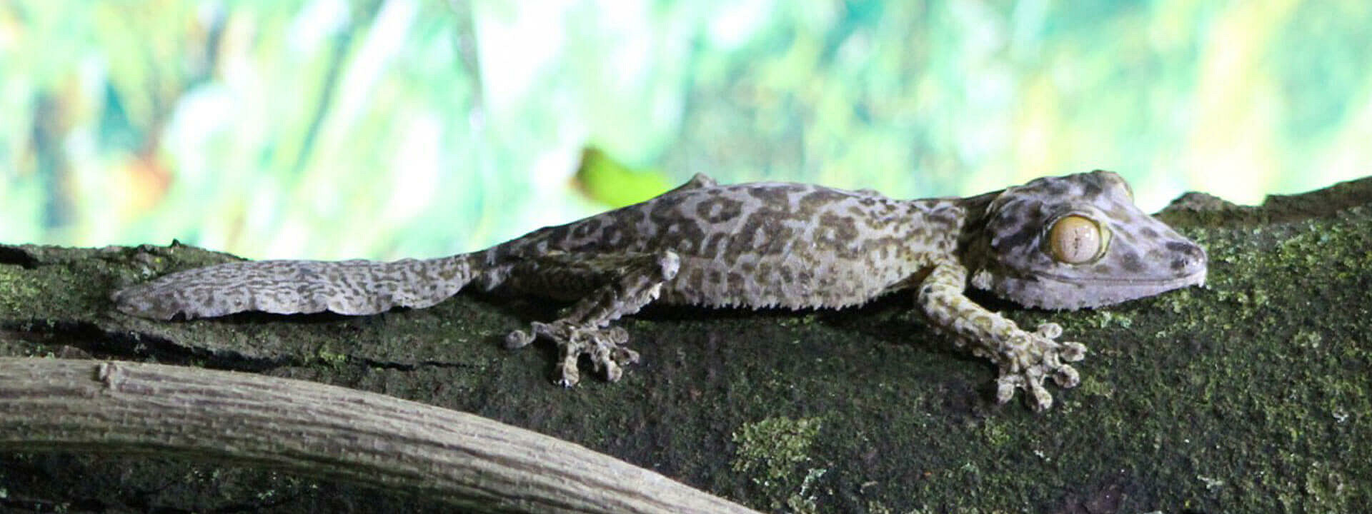 Henkel’s Leaf-tailed Gecko