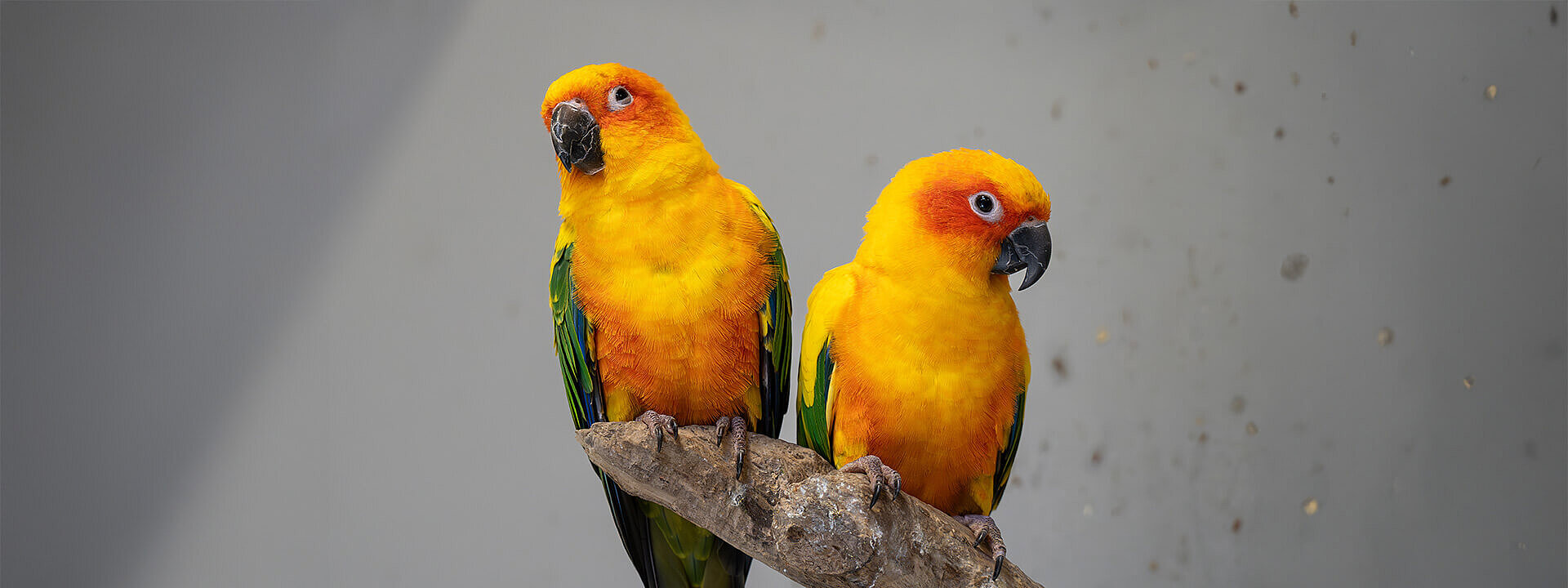 Sun conure