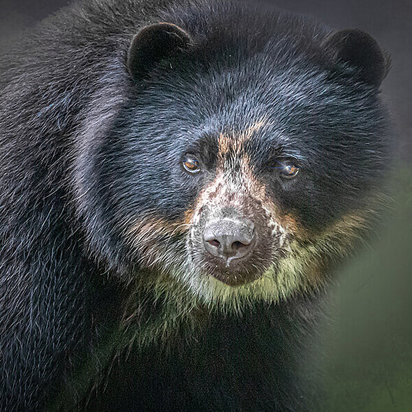 andean bear