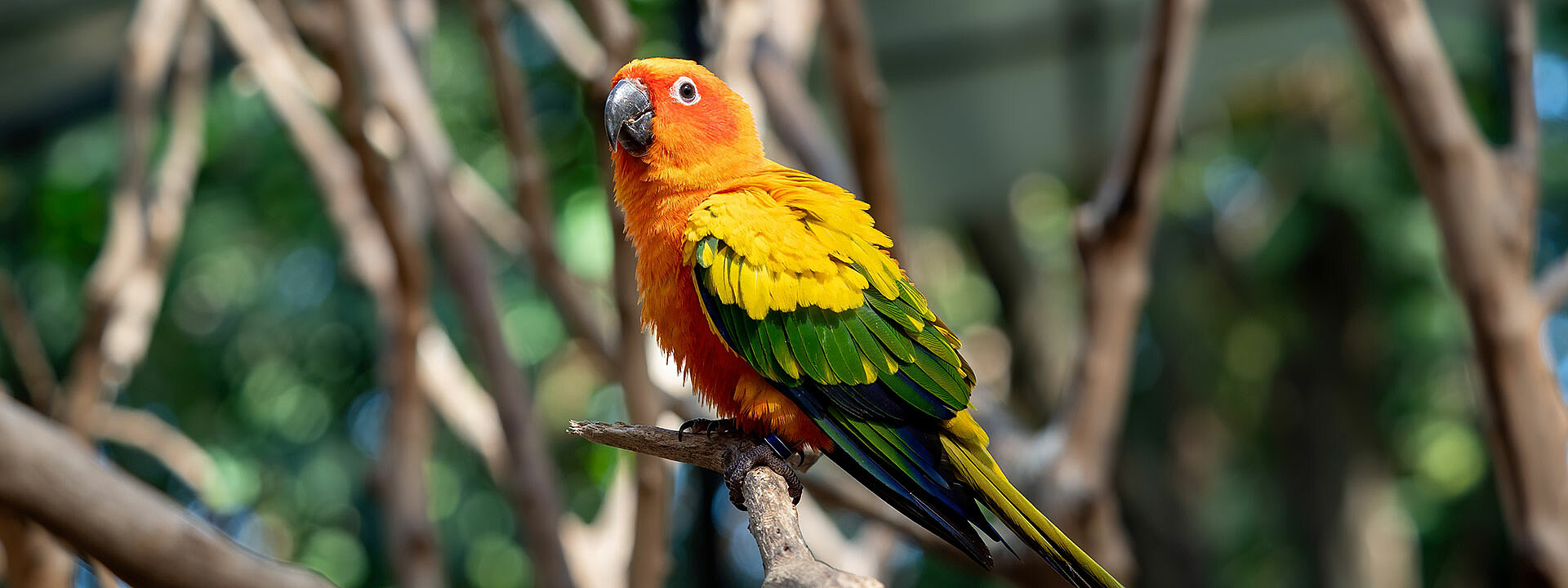 Sun Conure