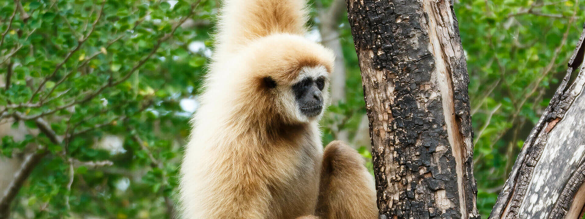 Lar Gibbon