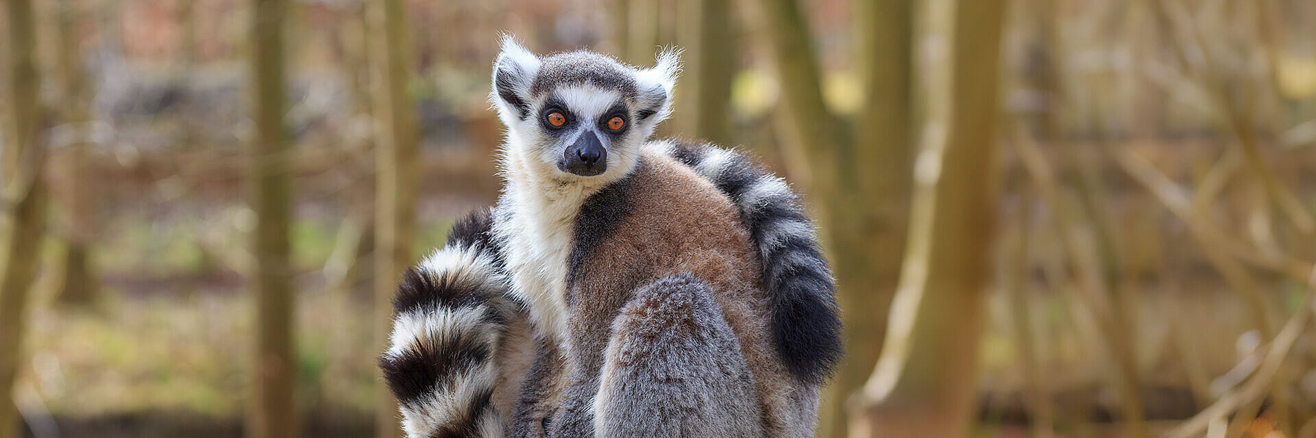 Ring-tailed lemur