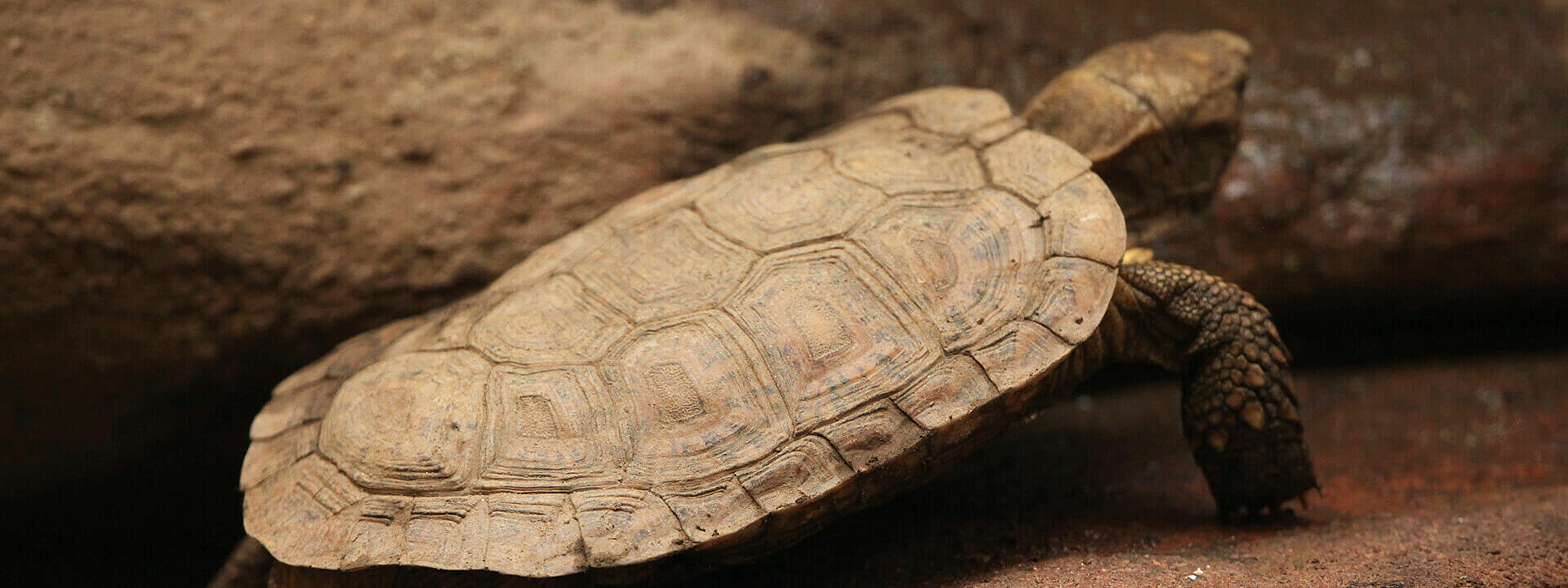 African Pancake Tortoise