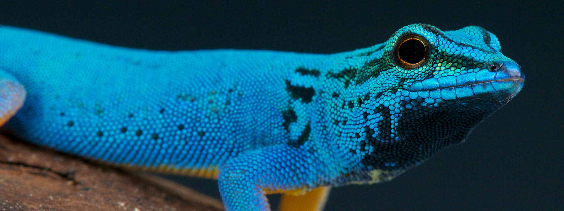 Turquoise Dwarf Gecko