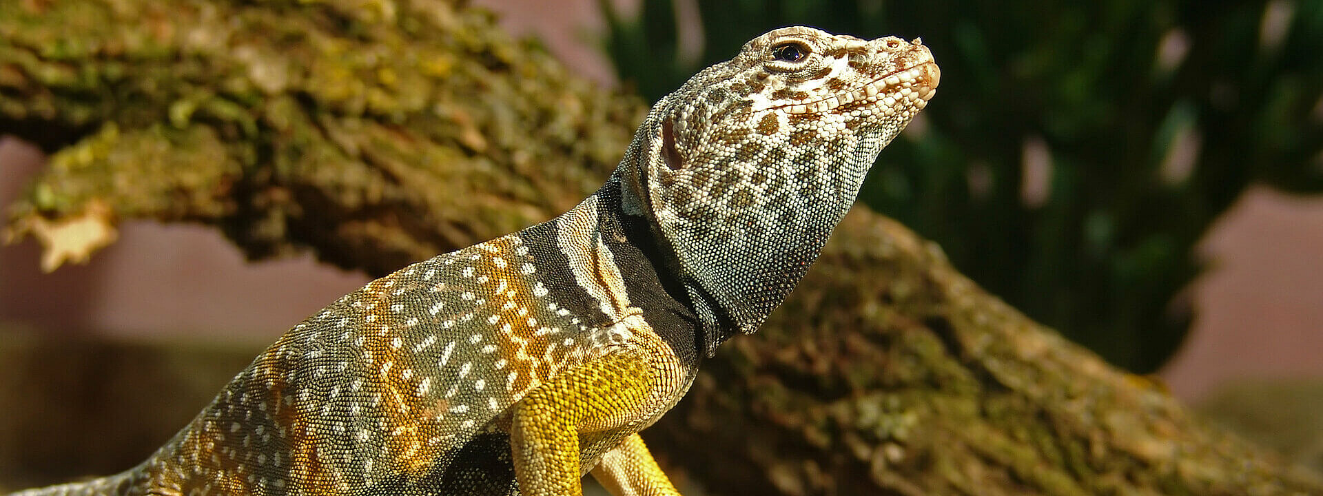 Eastern Collared Lizard