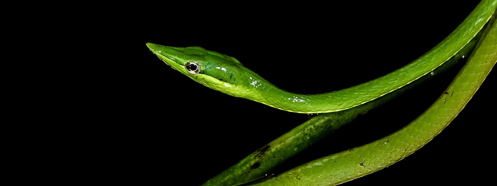Short-nosed Vine Snake