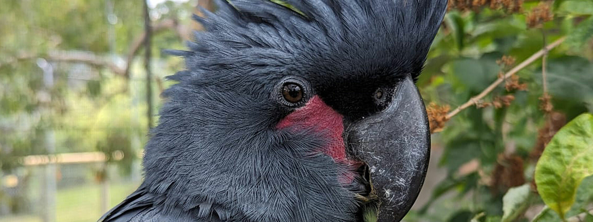 Palm Cockatoo