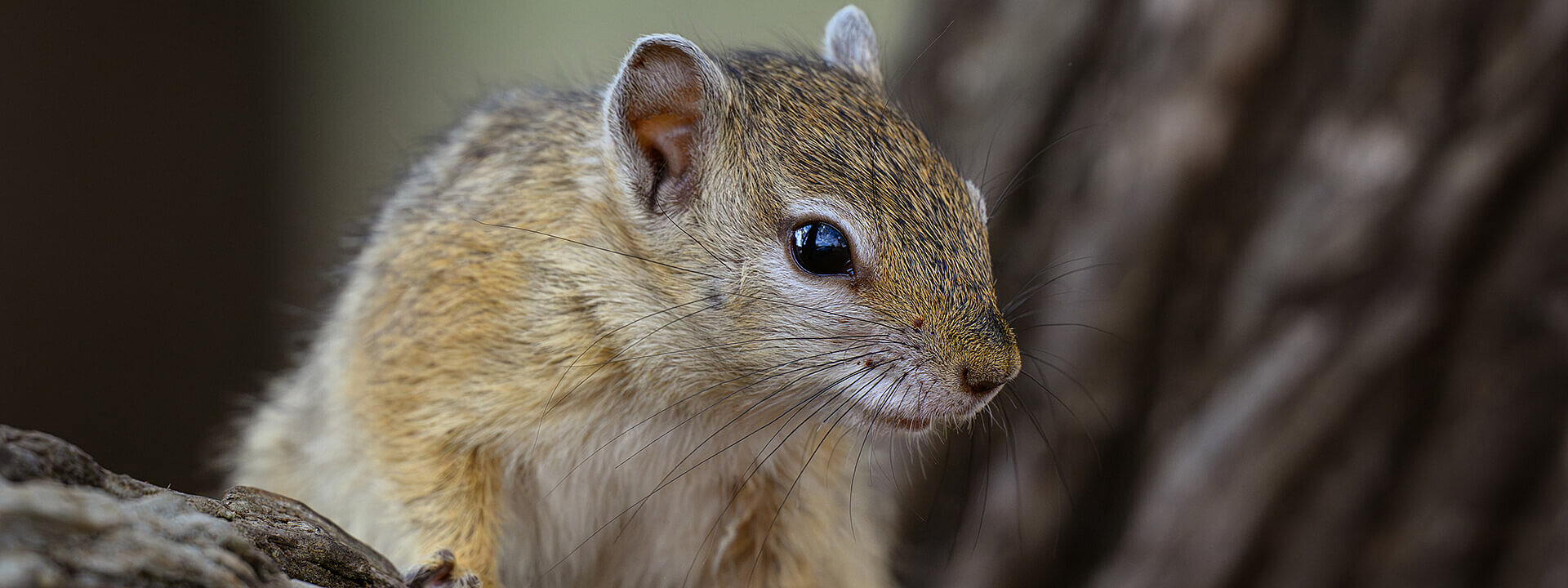 Smith's bush squirrel