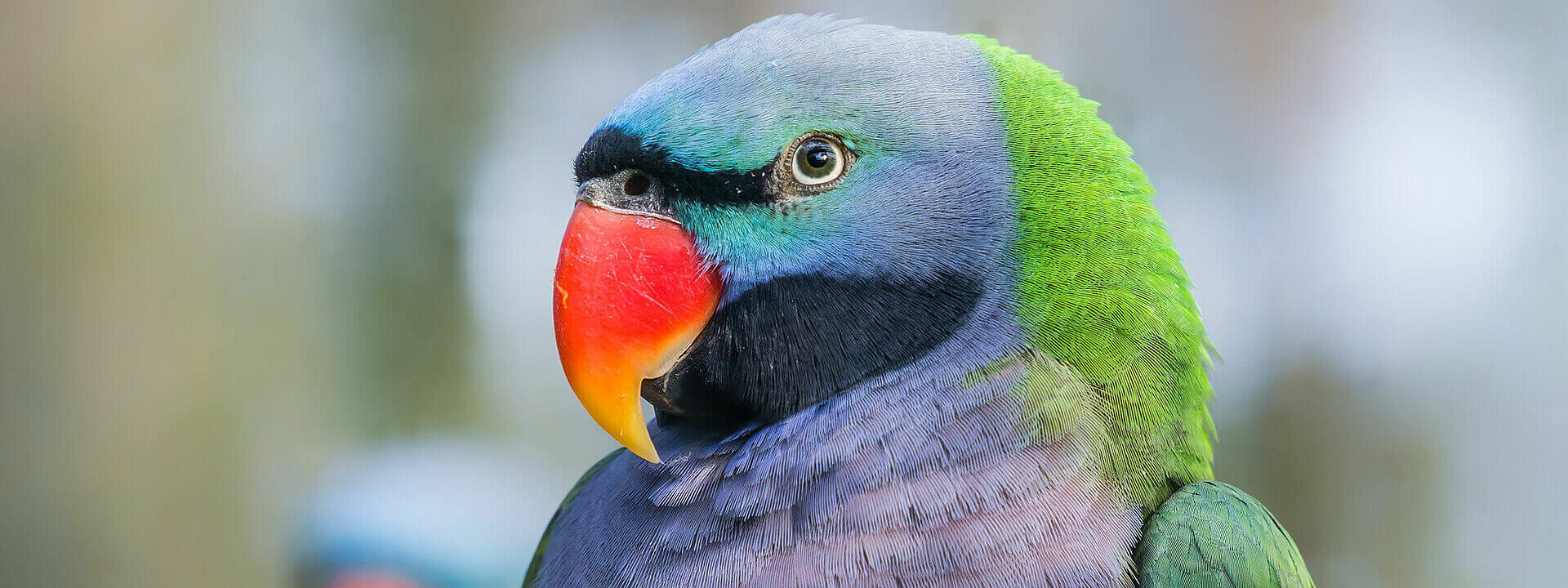 Derbyan Parakeet