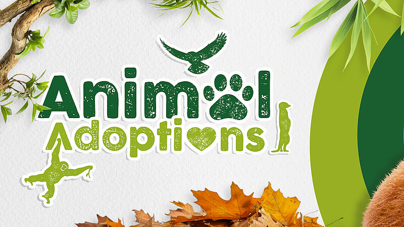 Adoptions