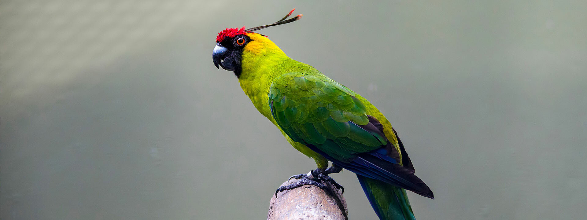 Horned Parakeet