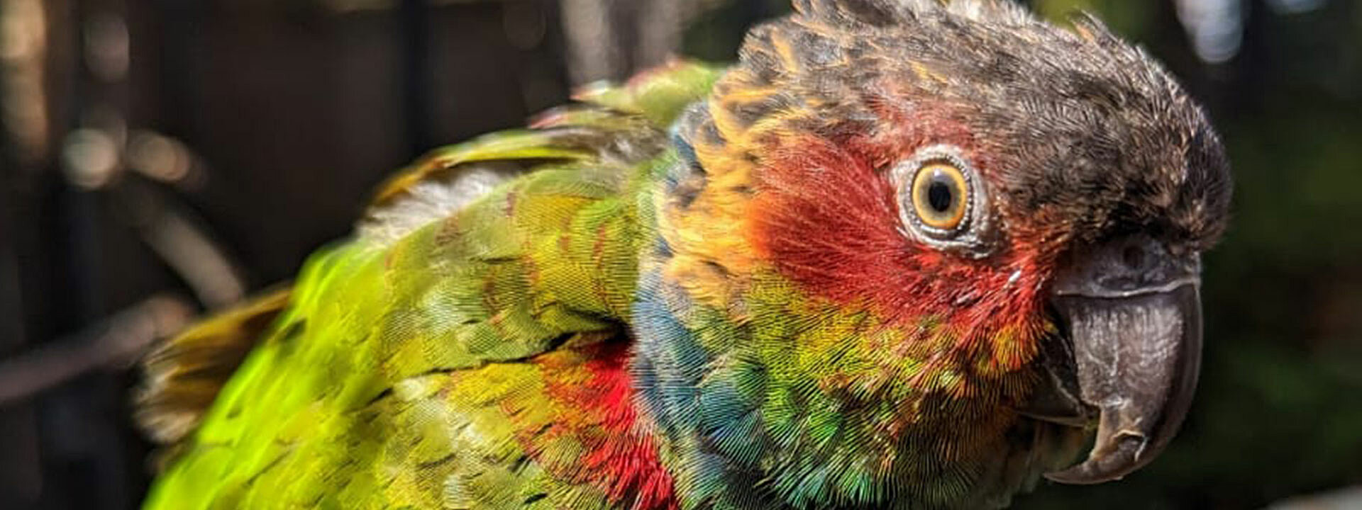 Blue-Throated Conure