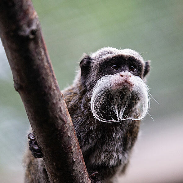 Emperor Tamarin