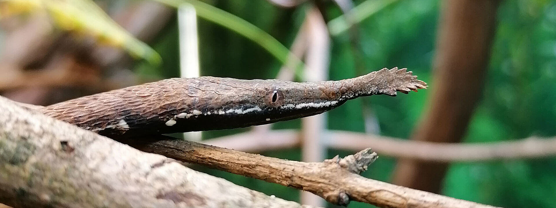 Madagascan Leaf Nosed Snake