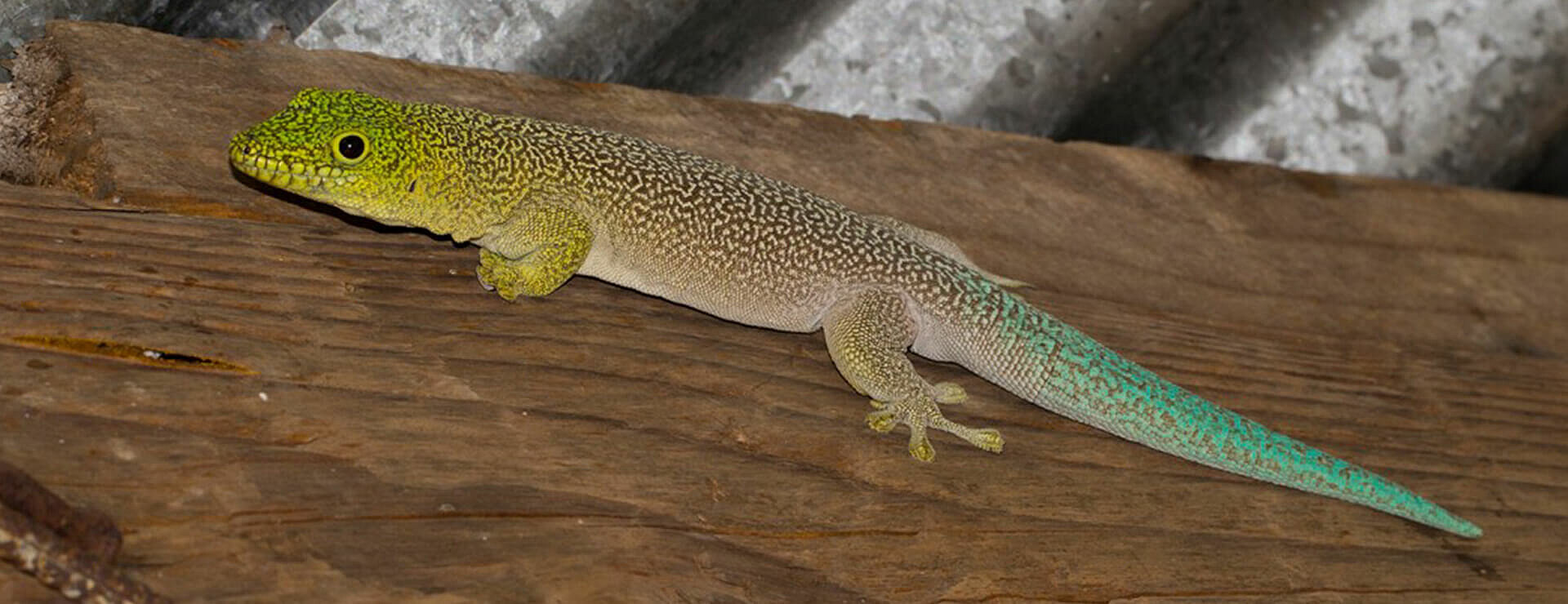 Standing's Day Gecko