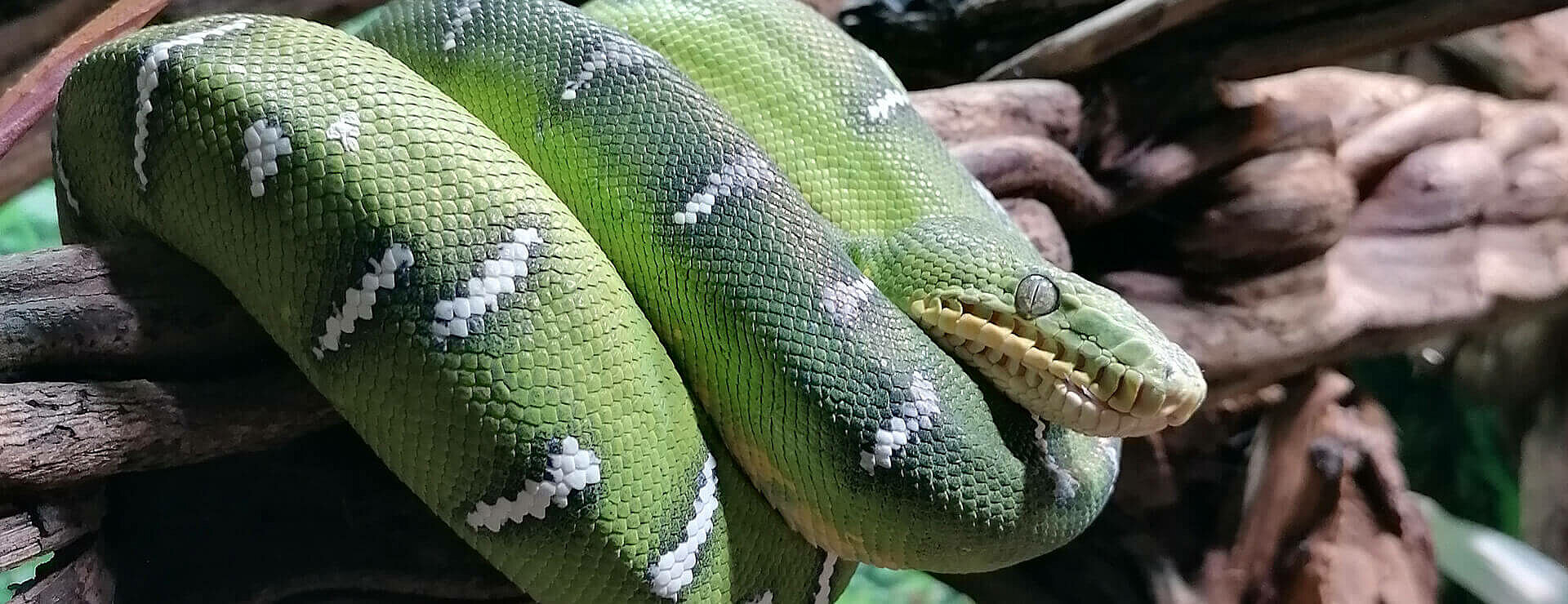 Drayton Manor Emerald Tree Boa