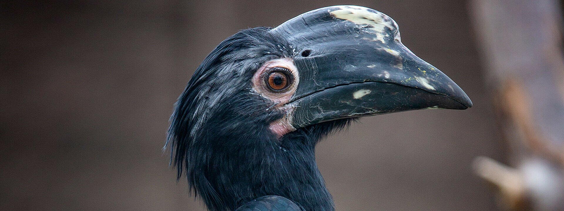 Malaysian Black Hornbill