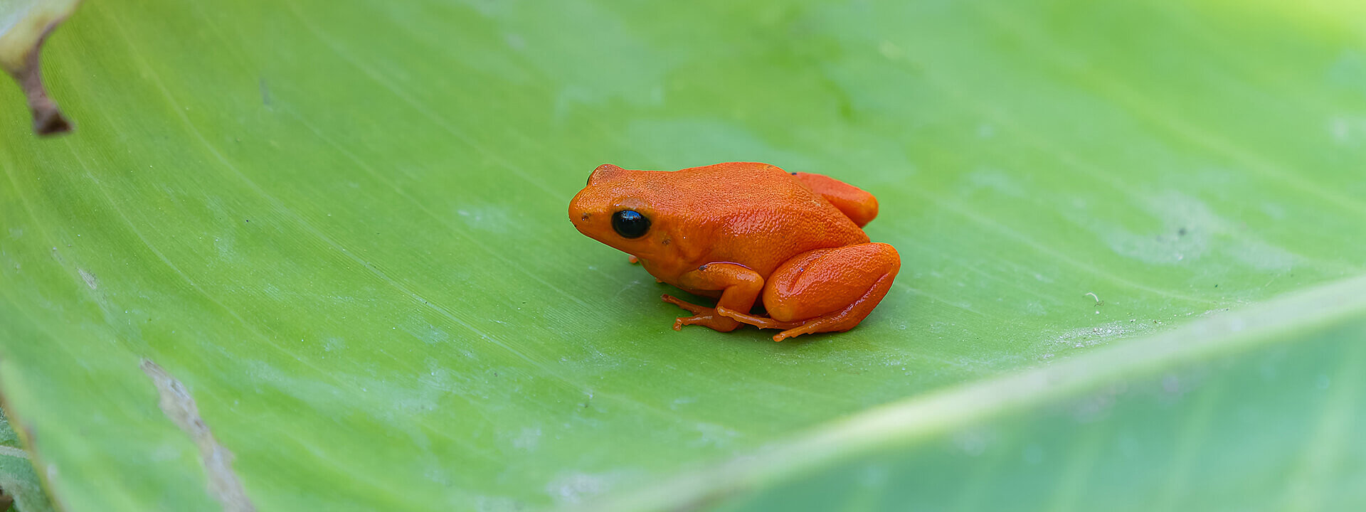 Golden mantella