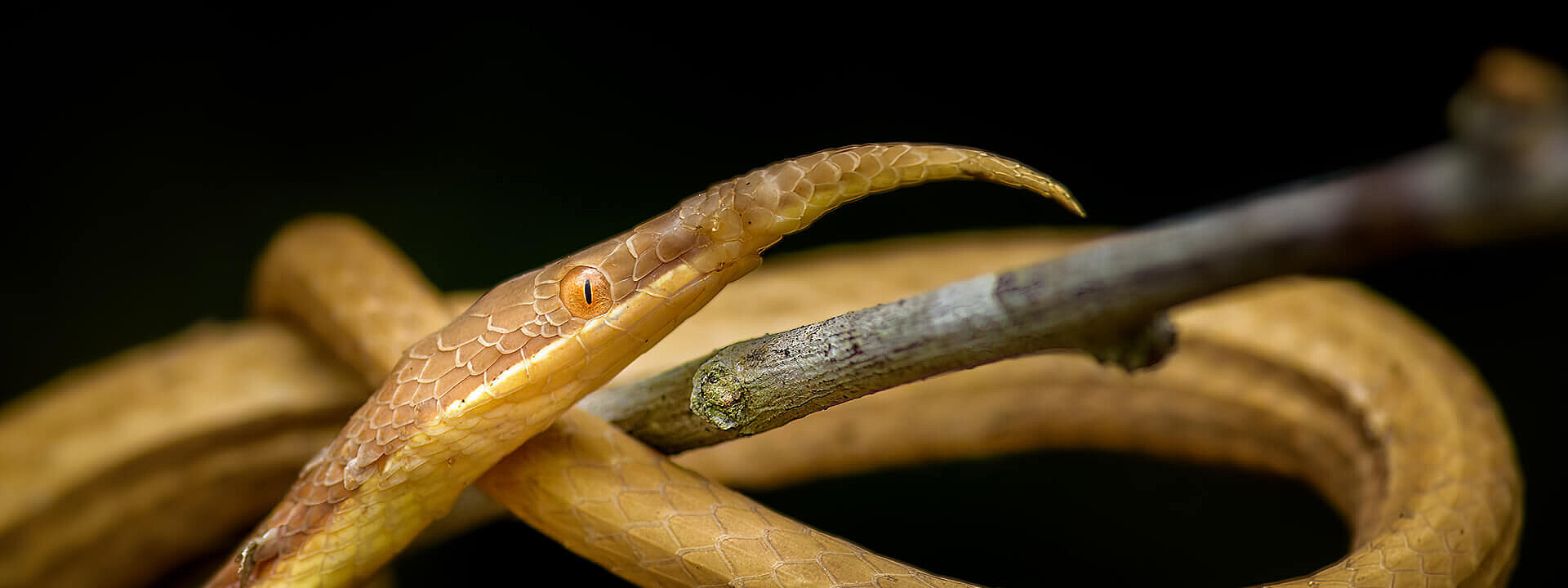 Malagasy leaf-nose snake