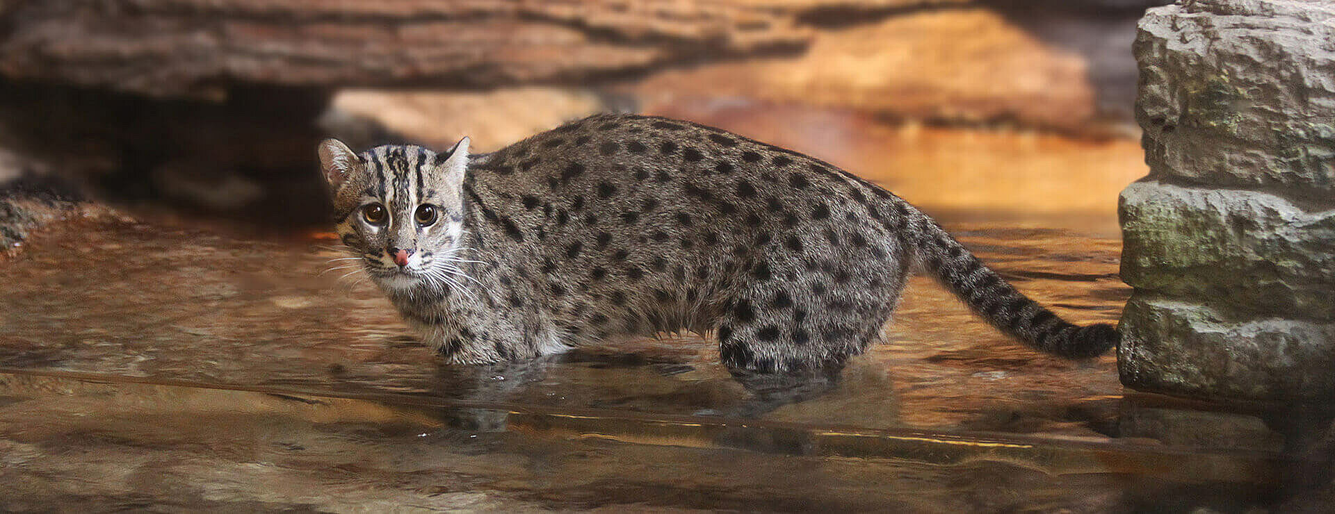 Fishing Cat