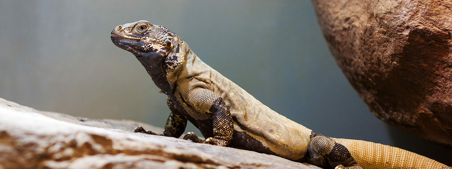 Chuckwalla