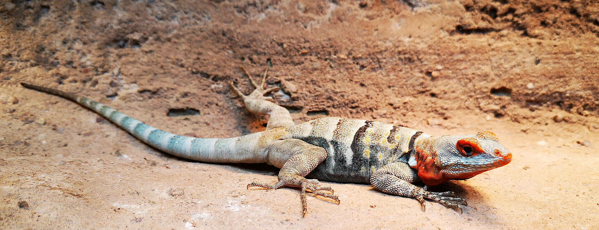 Baja Blue Rock Lizard