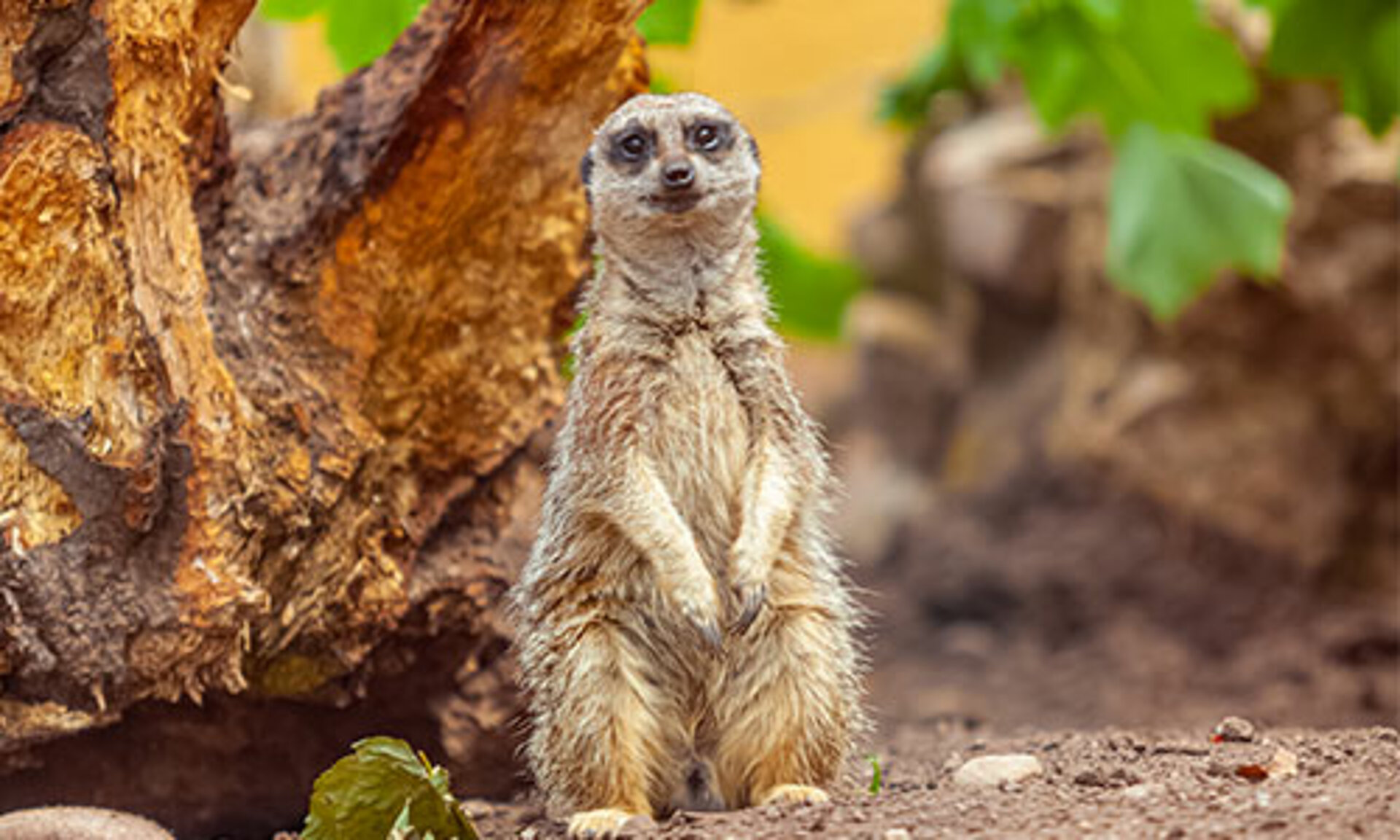 Meerkat