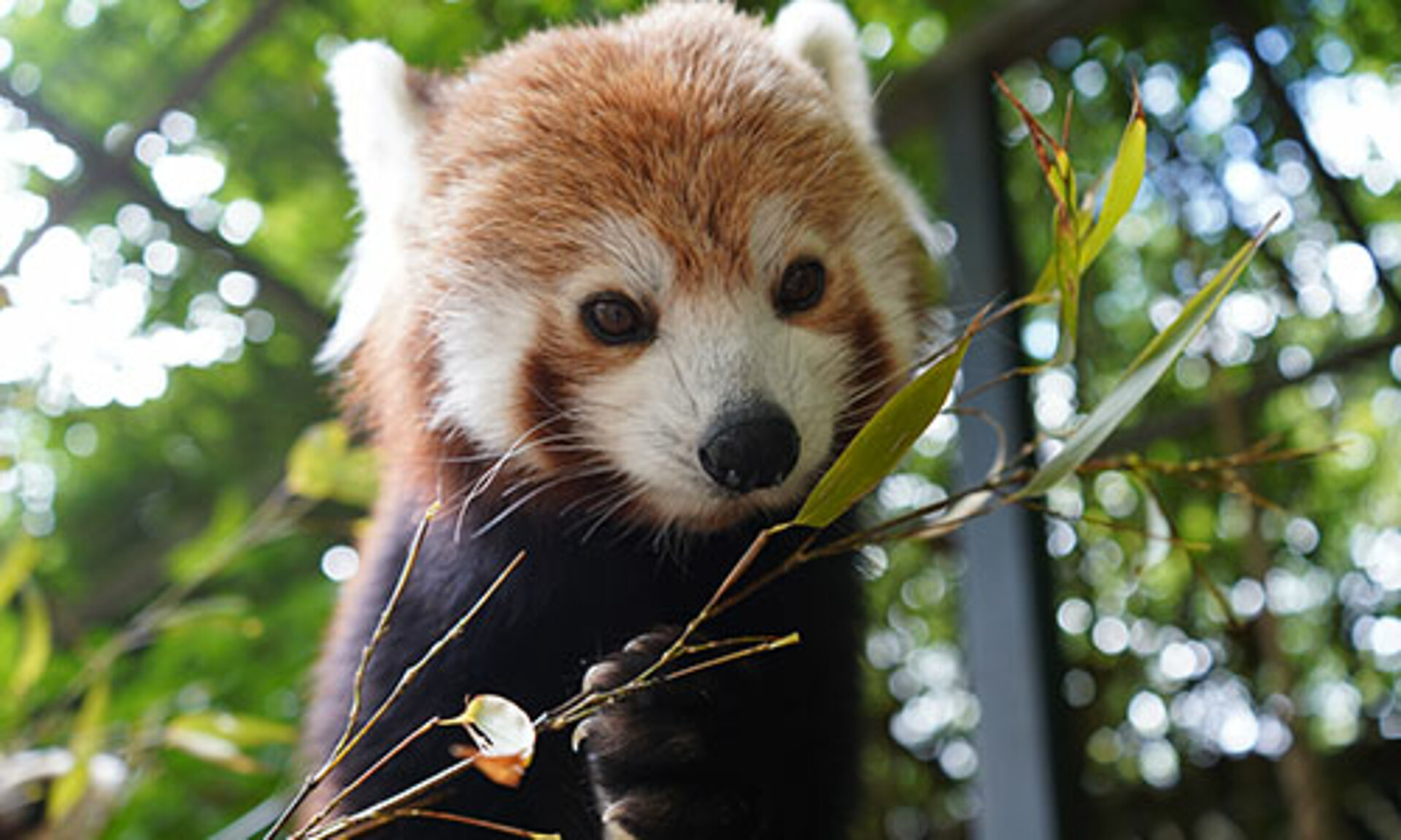 Red Panda